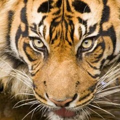 CarverStreetGsZooLifeENT