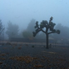 Openness - Wislawa Szymborska