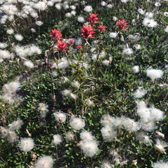 Sebastian (audioreal)