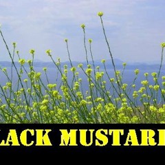 black mustard