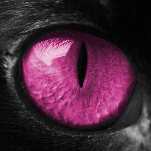 SoundCloud profile picture for @amnesia