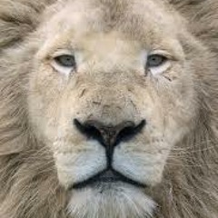 Lion heart beats