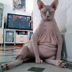 Receptor Girls cut Beta Recordings