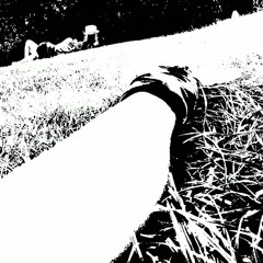 Sounds from the Marshes