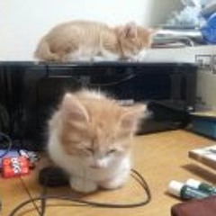 Mah-Kun-Papa(Matsushita)