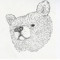 The Bear Collective