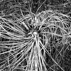hemlock groove