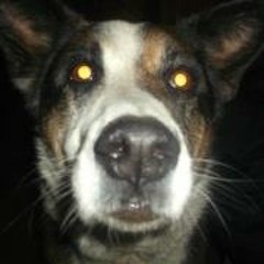 Tadhol Vibra Martinez