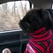 blackdogg 099