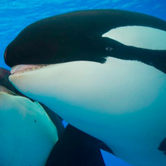 liamswhale