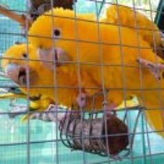 Pompoms Paradise Aviaries