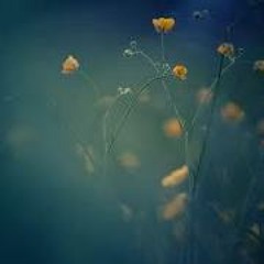 AppleGreen Ưa ĐiRong