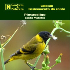 AMOSTRA CD CANTO CANÁRIO DA TERRA