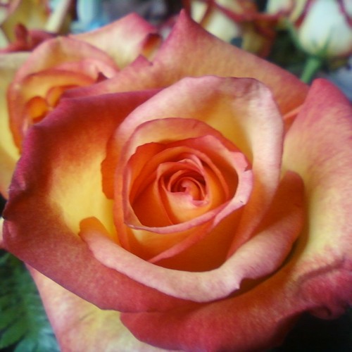 SoundCloud profile picture for @pinkroses