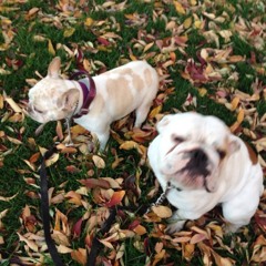 m.dunafon@ yahoo.com