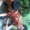 teuku herdy
