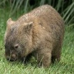 Wombat Kinder
