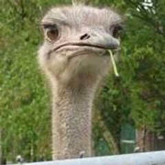 Anita Van Ewijk Heijboer