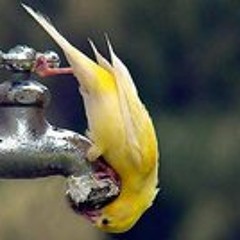 canarioloco