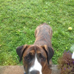 macscooby