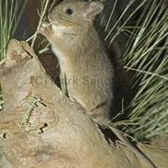 Australische Häschenratte