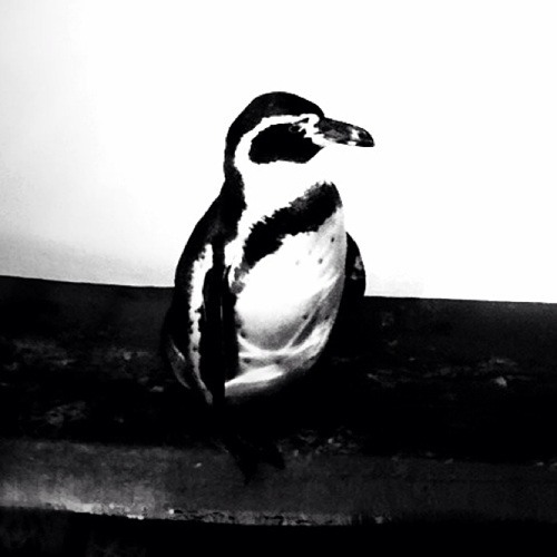 Penguin Drive #9’s avatar