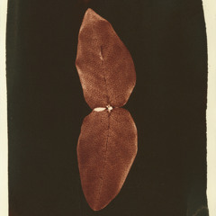 coagula