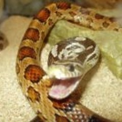 Philippe Martineau 1