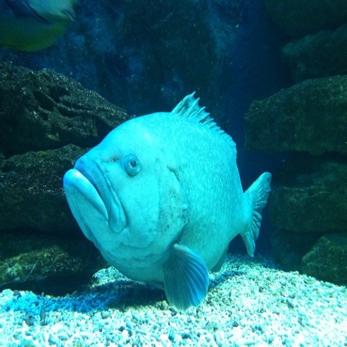 Stream High Fish music | Listen to songs, albums, playlists for free on ...