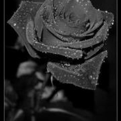 Jarvis 'lyrical Silveria