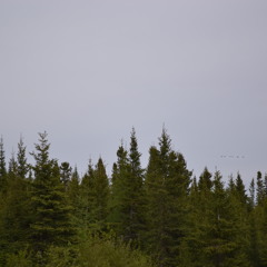 Stacey Jolly (Kapashesit)