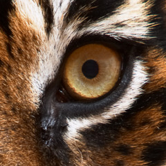 Eye of the Tiger