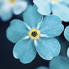 Ikaw with the UST Chorus of Arts and Letters