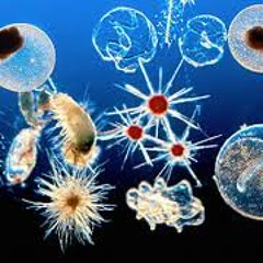 oceanplankton