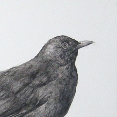 Alexandru Mihai Budes