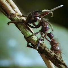 Cordyceps
