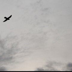 Eddie Vedder - Hard Sun