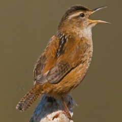 Marsh Wren