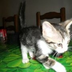 Thillot Jean François