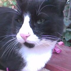 Frank