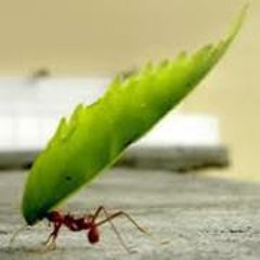 Jesús Baños Madrid