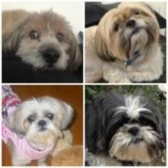 Gina Bagnoli Millwood