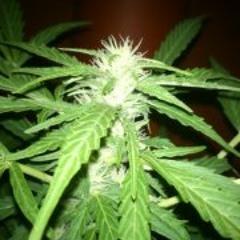 Agroweed Legalizacion