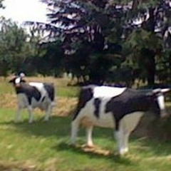 Emmanuel Nouvellon-Pugh