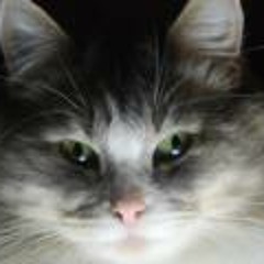 Alejandro G Martinez