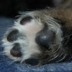 Frau Ziska Schmutzbrust