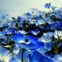 面影草 By Ruaiori