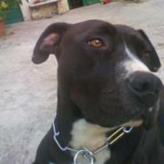 Domenico Ray Biancolillo