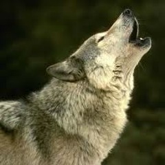 Wolf Rec.
