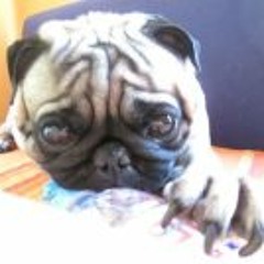 Mops Pasha